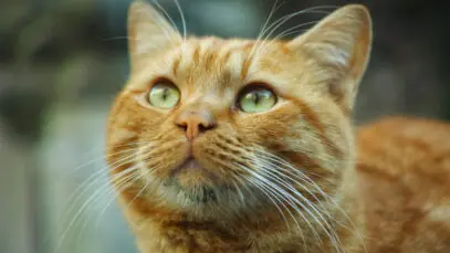 dia-mundial-do-gato