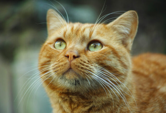 dia-mundial-do-gato
