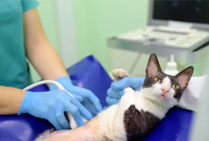 Imagem relacionada a: Mercado de saúde animal em 2024