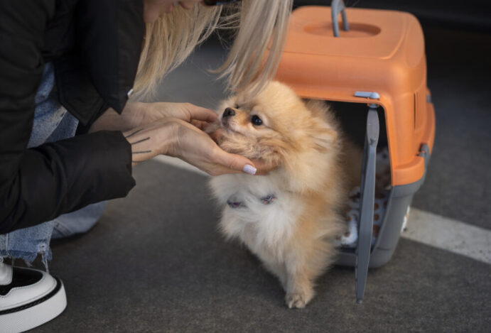 TRANSPORTE-INTERNACIONAL-DE-PETS
