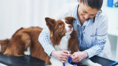 inclusao-do-veterinario