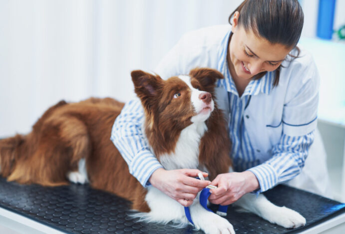 inclusao-do-veterinario
