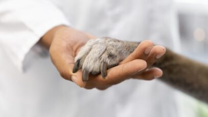 teste-de-cosmeticos-em-animais teste-de-cosmeticos-em-animais