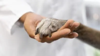 teste-de-cosmeticos-em-animais