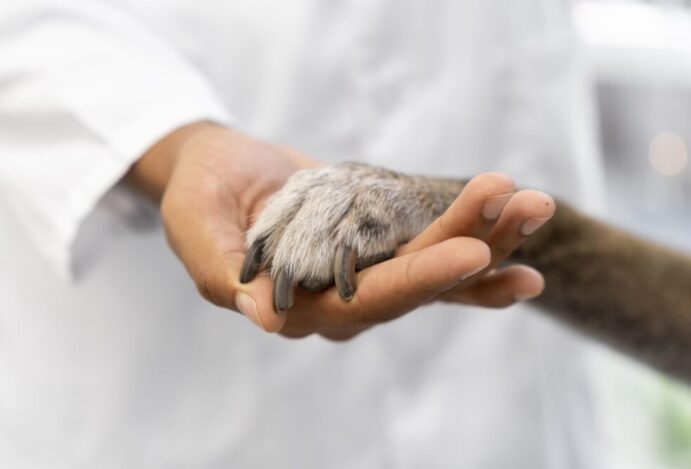 teste-de-cosmeticos-em-animais