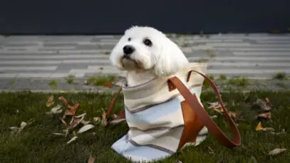 dia-mundial-do-cachorro