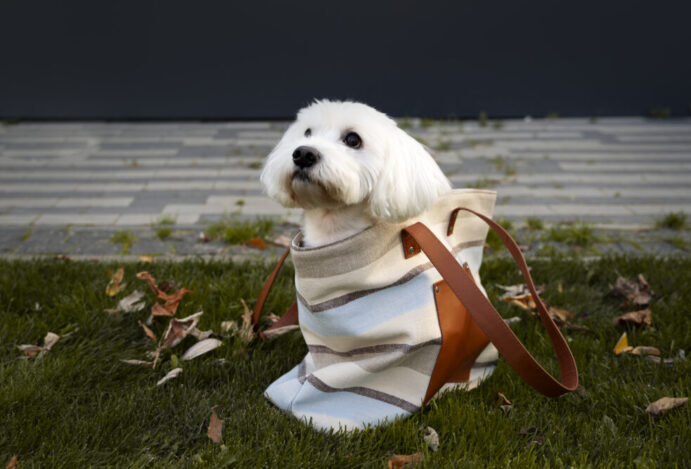 dia-mundial-do-cachorro