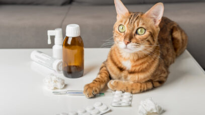 medicamentos-veterinarios