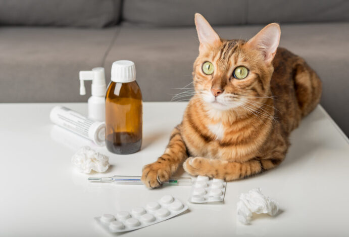 medicamentos-veterinarios