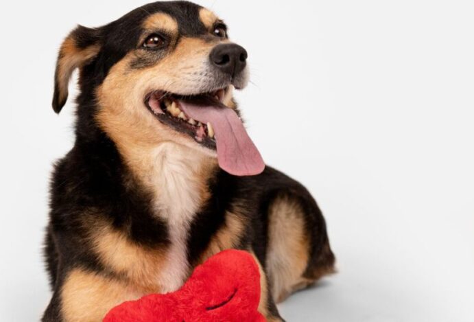 petlove