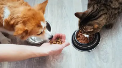 Brasil domina mercado de pet food na América do Sul