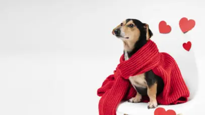 Setembro Vermelho: mês da saúde cardiovascular dos pets