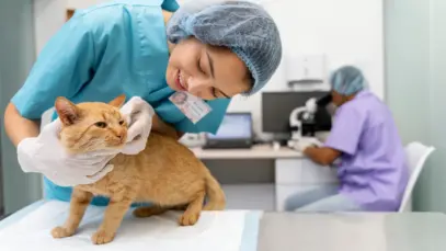 Reflexões da ISQua 2025 para a segurança do paciente veterinário