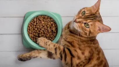 Brasil consolida protagonismo na indústria de pet food