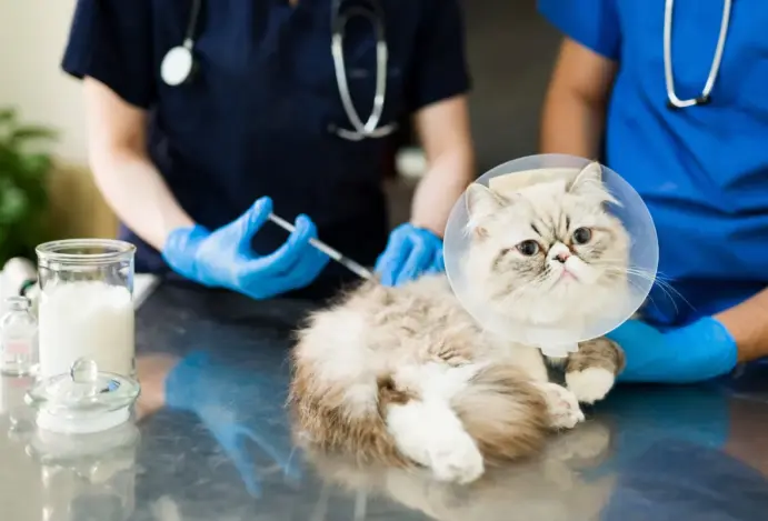 Imagem relacionada a: As boas práticas da propaganda veterinária frente à nova norma do CFMV
