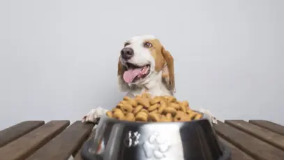 Câmara avança em projeto que corrige tributação da alimentação pet