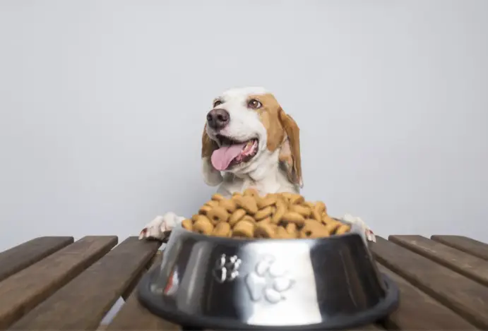 Medida aprovada pode reduzir preços ao consumidor
e consolidar a importância econômica do setor
 Câmara avança em projeto que corrige tributação da alimentação pet