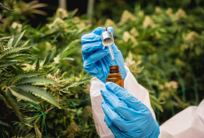 Remissão de câncer em cavalo tratado com canabinoides reabre discussão sobre o uso terapêutico da planta e a necessidade de regulamentação no país Caso Hope reacende debate sobre cannabis na veterinária