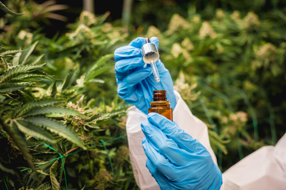 cannabis-na-veterinaria