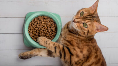Pet food representa praticamente metade do faturamento do setor | Foto: Freepik Pet food representa praticamente metade do faturamento do setor | Foto: Freepik