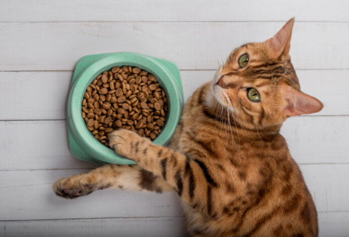 Pet food representa praticamente metade do faturamento do setor | Foto: Freepik