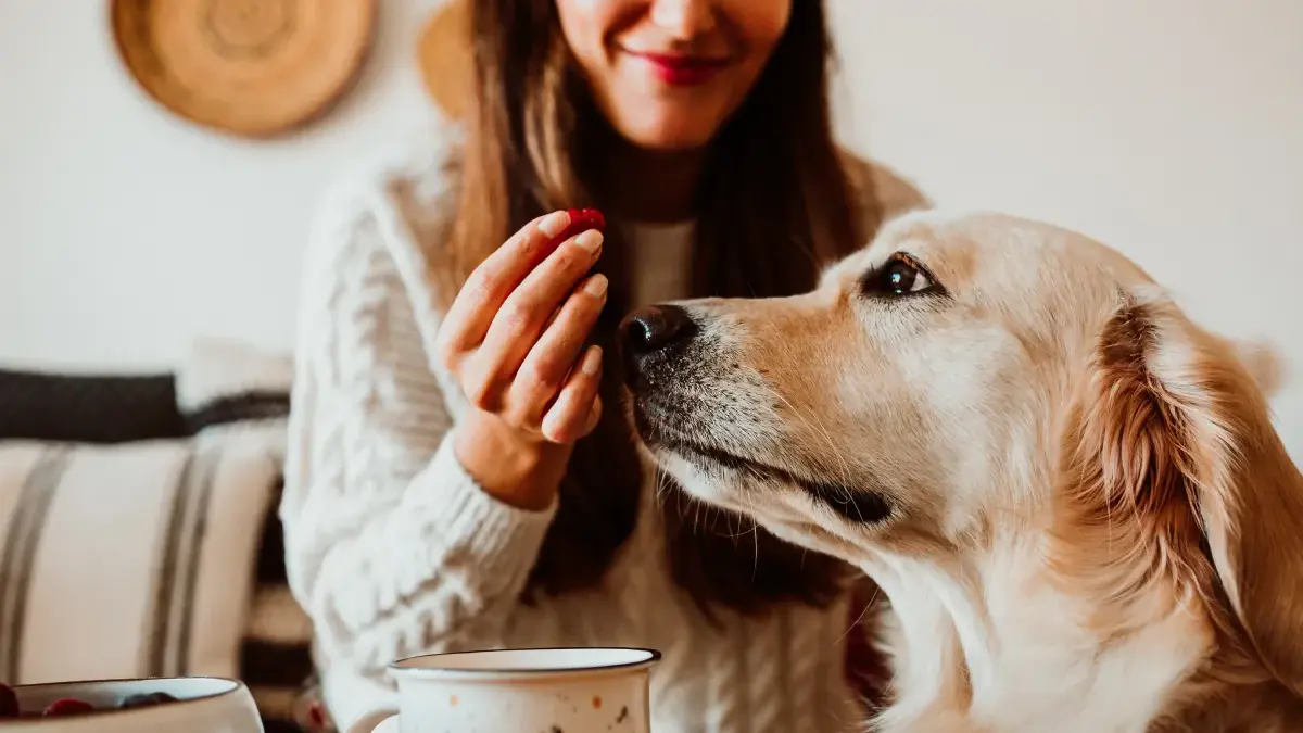 Petz quer dominar mercado de suplementação canina