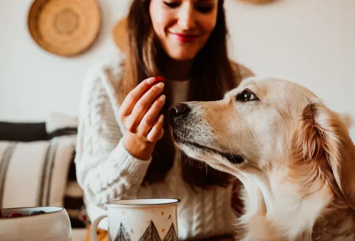 Marca Wigow já está disponível em 64 unidades da Petz no Brasil Petz quer dominar mercado de suplementação canina
