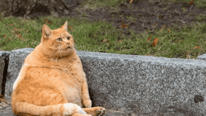 Estudo revela que 60% de cães e gatos estão obesos