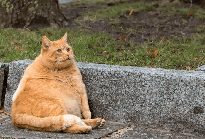 Estudo revela que 60% de cães e gatos estão obesos