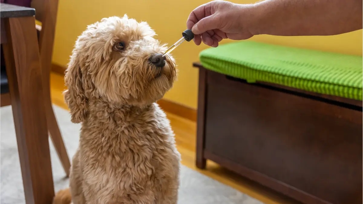 Curso prepara veterinários para prescrição de cannabis
