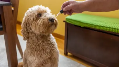 Curso prepara veterinários para prescrição de cannabis