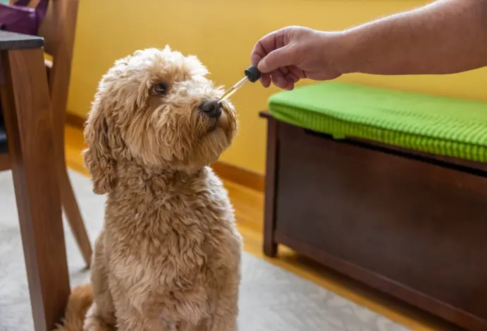 Curso prepara veterinários para prescrição de cannabis