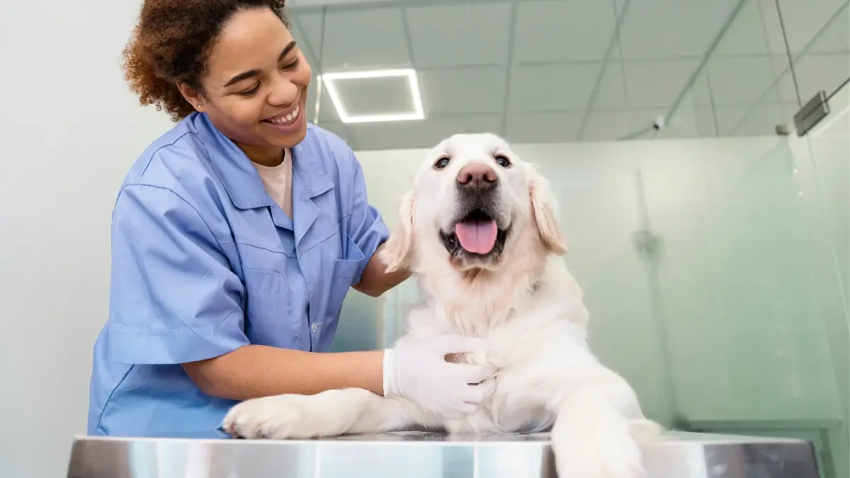 Projeto aprova caixa de assistência para veterinários