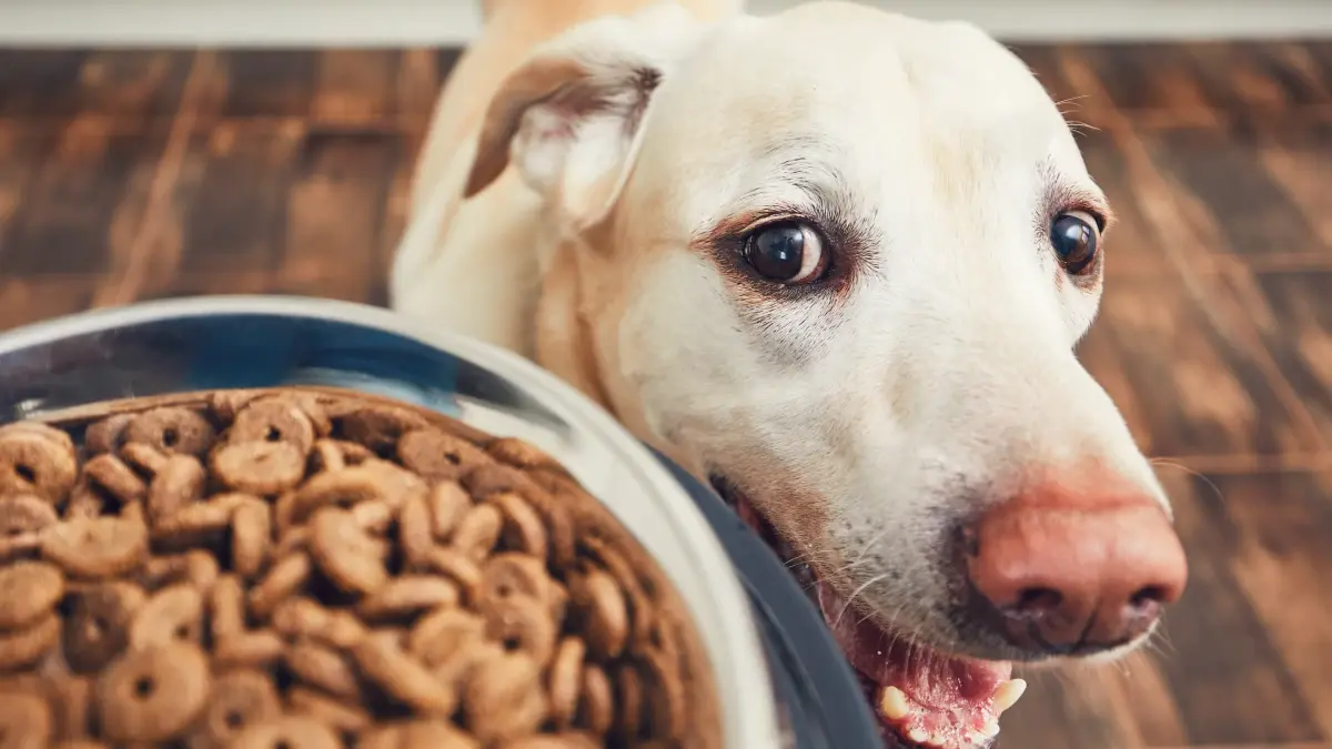 Brasil ganha espaço no Japão ao exportar insumos de pet food