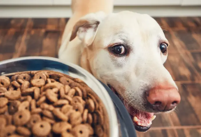 Brasil ganha espaço no Japão ao exportar insumos de pet food