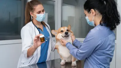 Ceará pode aprovar acesso gratuito a medicamentos veterinários