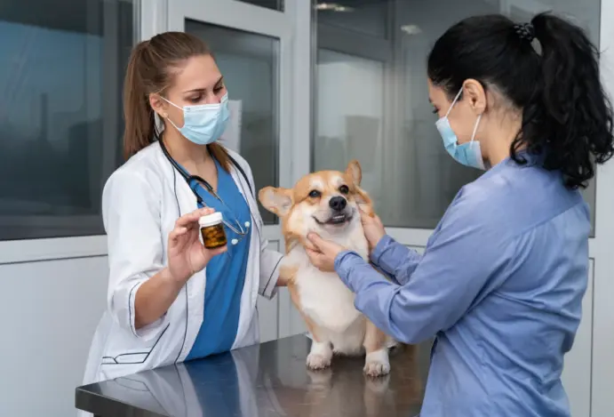 Ceará pode aprovar acesso gratuito a medicamentos veterinários