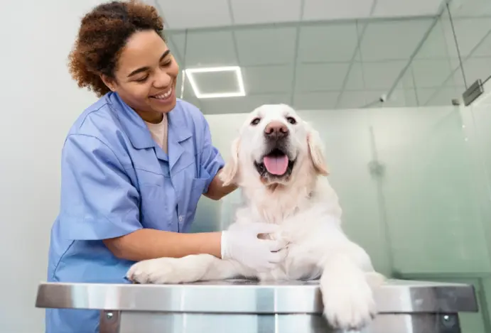 Projeto aprova caixa de assistência para veterinários