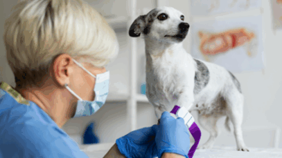 1º Centro Público de Oncologia Veterinária do Nordeste