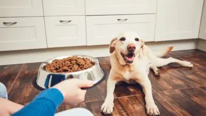 Engajamento digital das marcas de ração revela contradições