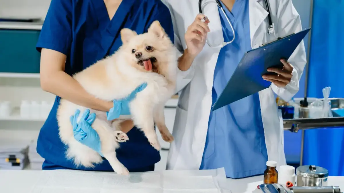 Pesquisa aponta as melhores universidades do Brasil para cursar medicina veterinária