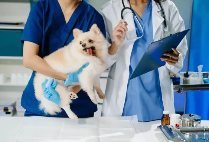 Pesquisa aponta as melhores universidades do Brasil para cursar medicina veterinária