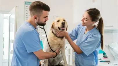 Pesquisa revela que 72% dos veterinários são autônomos