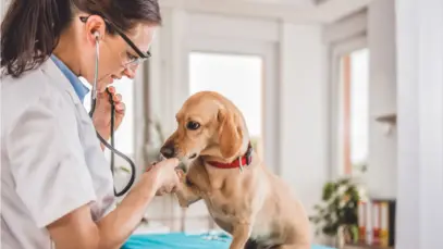 projeto-assegura-adicional-de-insalubridade-para-veterinarios