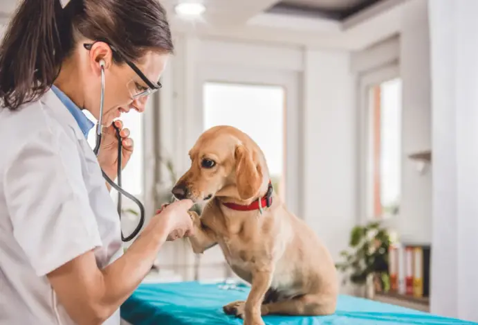 projeto-assegura-adicional-de-insalubridade-para-veterinarios