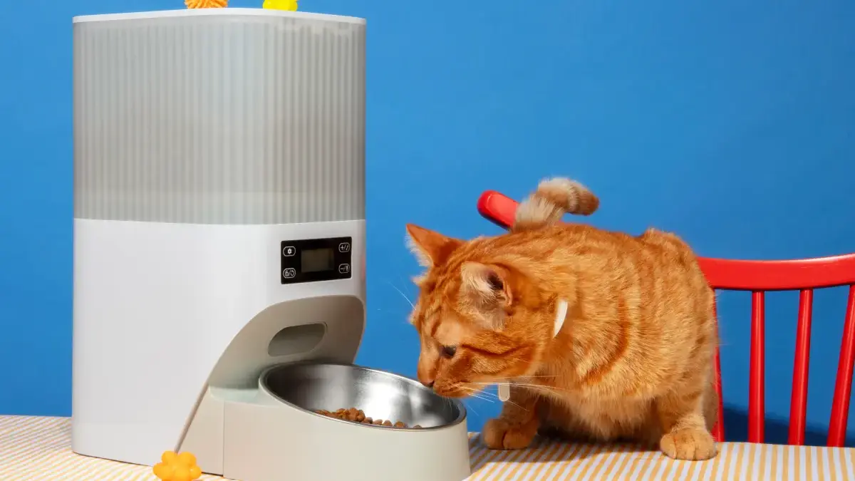 Vendas de produtos pets impulsionam marketplaces