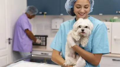 MAPA cria novas regras para farmacovigilância veterinária