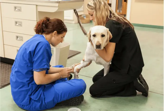 Imagem relacionada a: Exame de proficiência veterinária avança na Câmara