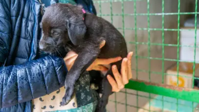 Mapa institui farmacovigilância veterinária no Brasil