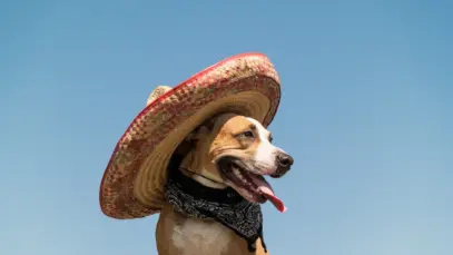 Alimentos premium impulsionam a nova fase do pet food no México